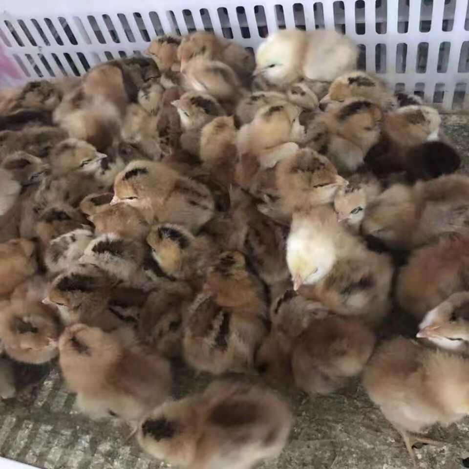 土鸡苗，厂家做好疫苗发货，抗病力强，运输死亡包赔