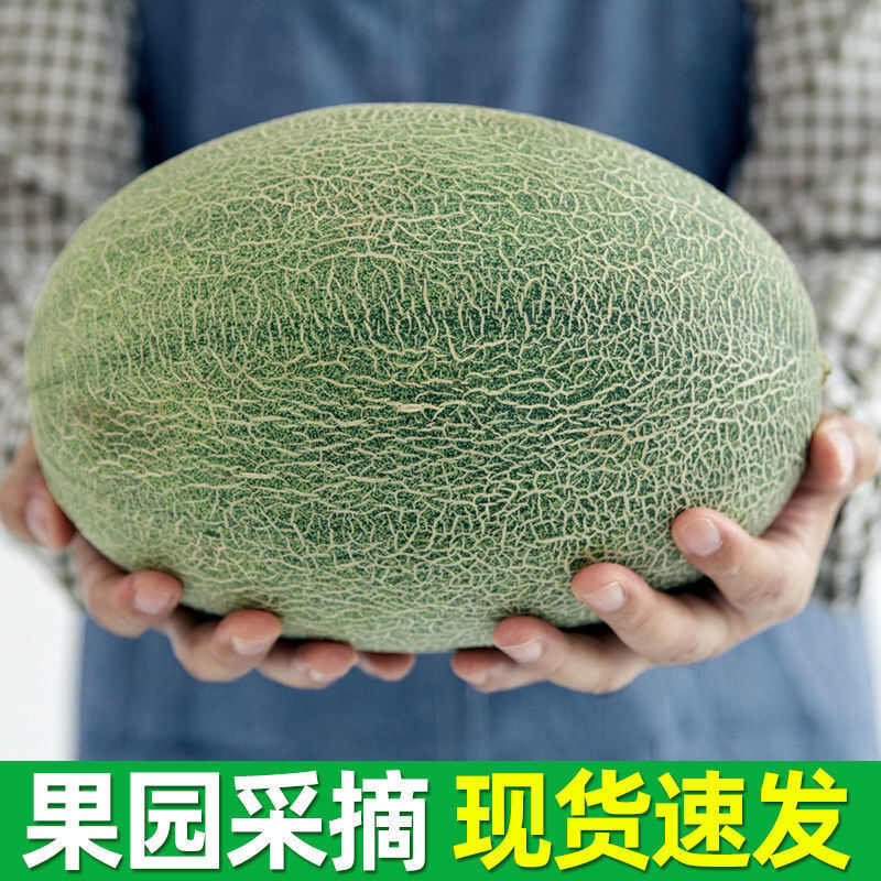 【脆甜多汁】哈密瓜新鲜水果西州蜜瓜5/9斤包邮