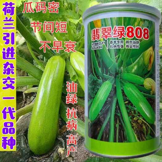 沭阳县翡翠绿808西葫芦种子高产抗病油亮翠绿春夏季四季蔬菜西葫芦种