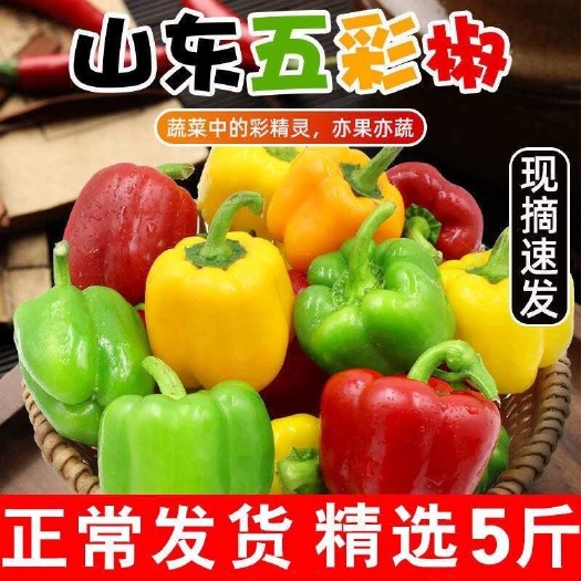 寿光市山东彩椒甜椒五彩辣椒新鲜七彩椒灯笼椒圆椒水果辣椒现摘现发