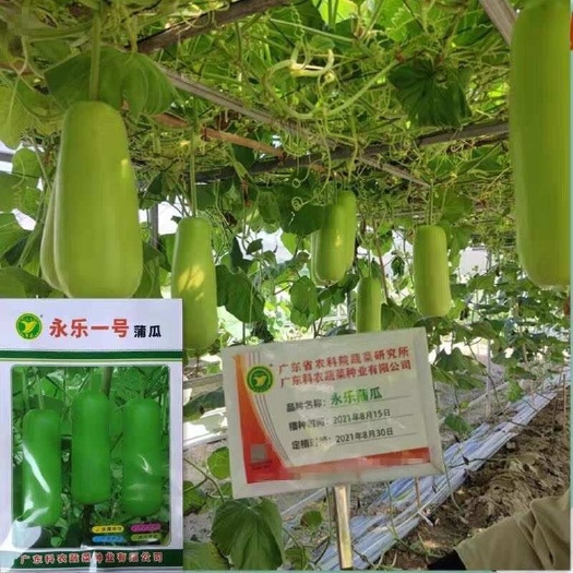 广州永乐一号蒲瓜种子10克广东省农科院杂交中晚熟蒲瓜种子大田种植