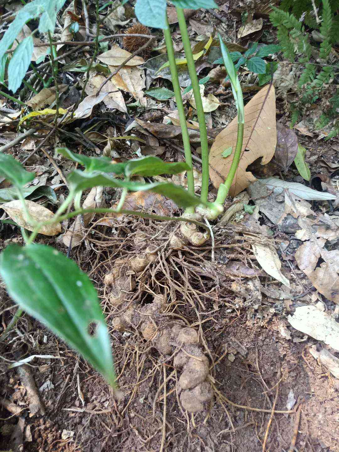 云南中药材鹿药、盘龙七、山糜子、九层楼根