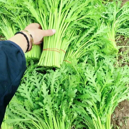高杆大师光杆茼蒿种子，翠绿鲜嫩，香味浓郁，高抗病，耐寒耐热
