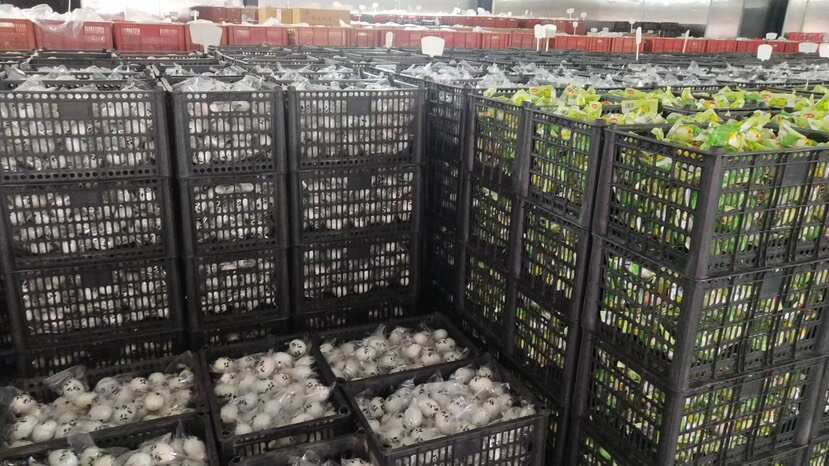 青阳县工厂直销 松花皮蛋 欢迎老板前来批发