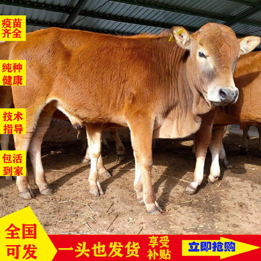 黄牛犊，黄牛苗，黄牛仔，买好牛联系我