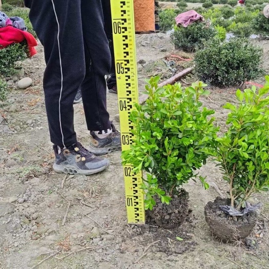 成都瓜子黄杨，雀舌黄杨，