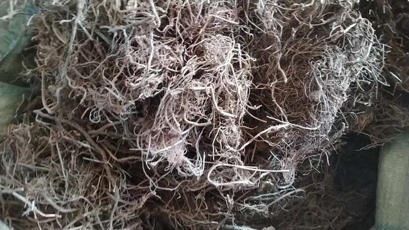 茜草