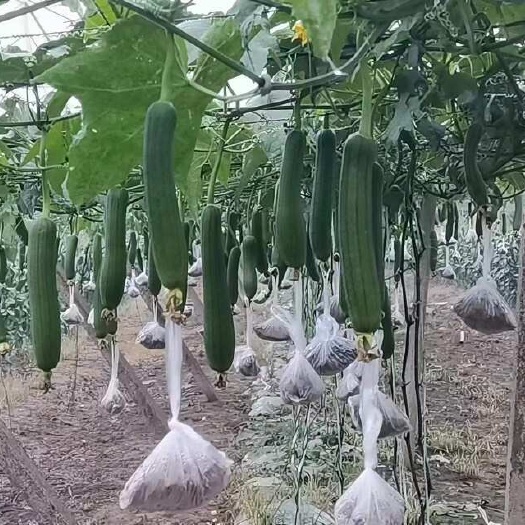 常州常州油皮丝瓜,货源稳定.长期供货，整车发货
