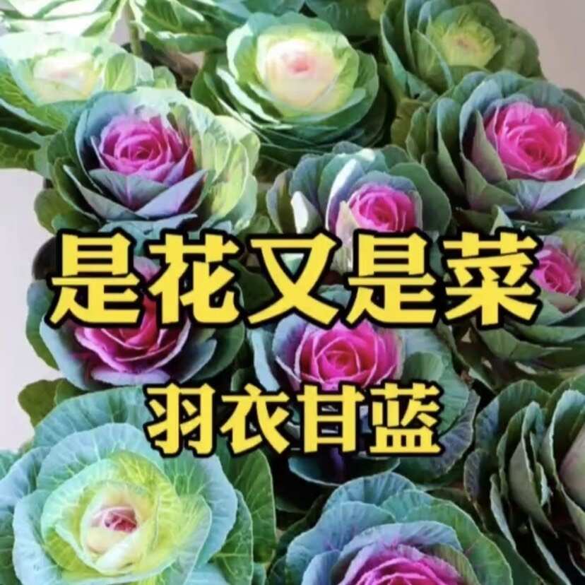 混色羽衣甘蓝花种子花卉种子四季种秋季阳台庭院室内盆栽蔬菜种籽