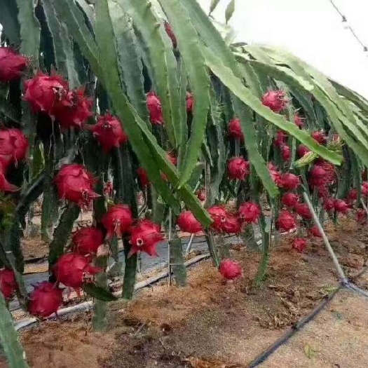金乡县不需要人工授粉，产量高，口感好
