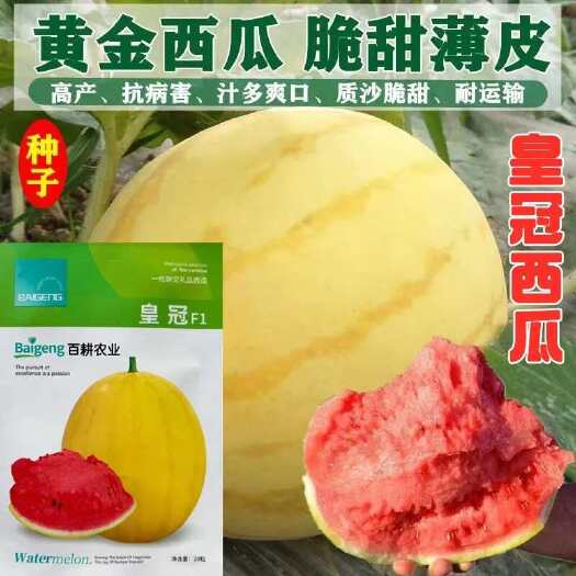 沭阳县皇冠黄皮西瓜种子黄瓤早熟高产薄皮超甜大棚盆栽四季礼品水果种籽
