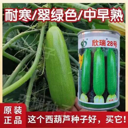 沭阳县欣瑞28号西葫芦种子高产抗病油亮翠绿四季播农家蔬菜西葫芦种籽