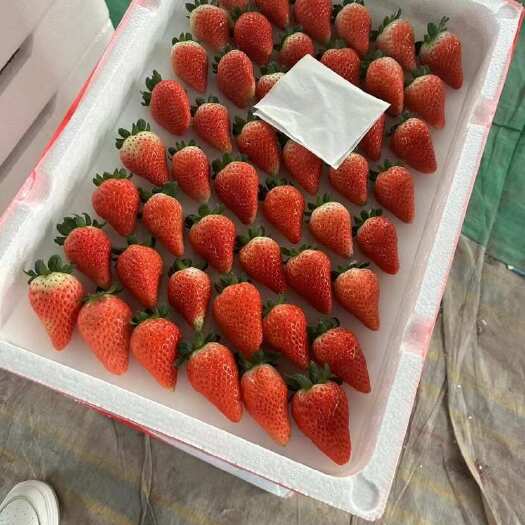 邳州市妙香草莓