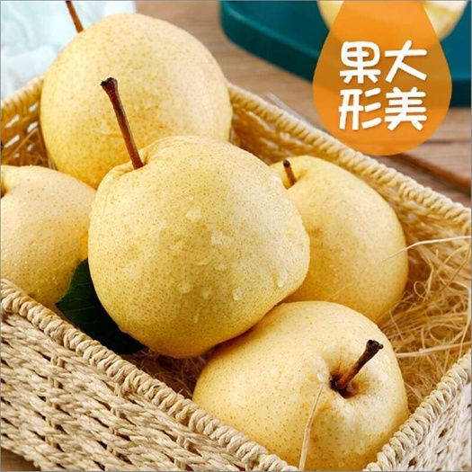 富平县陕西蒲城酥梨新鲜采摘，产地直发，可支持一件