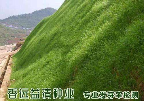 沭阳县护坡草种子矿山修复水库山坡高速路旁护坡草种子包邮