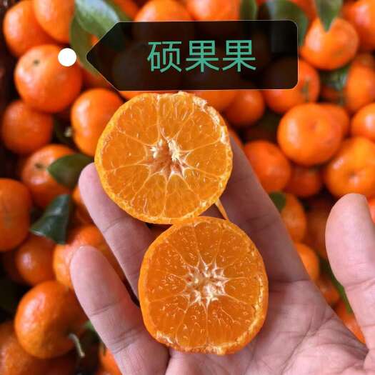 广西砂糖橘纯甜无酸化渣好，档口，商超，社区团购，电商，福利