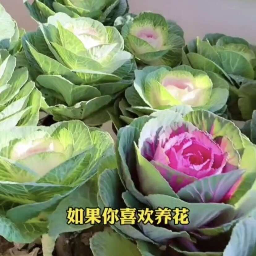 混色羽衣甘蓝花种子花卉种子四季种秋季阳台庭院室内盆栽蔬菜种籽