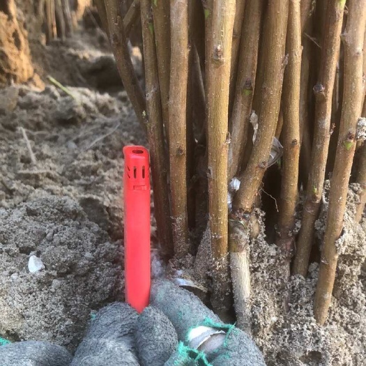 嘉善县锦绣黄桃树苗，小苗