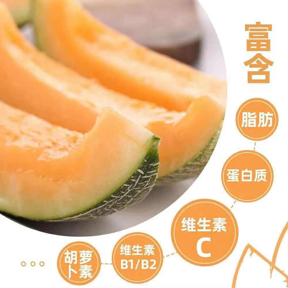 【脆甜多汁】哈密瓜新鲜水果西州蜜瓜5/9斤包邮