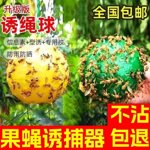 曹县大实蝇柑橘诱蝇球果树粘虫球诱粘直径8厘米