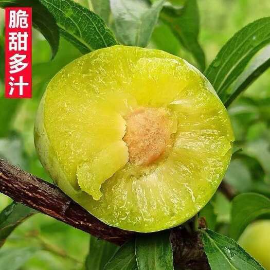 苍溪县九月脆李子苗（清泉蜜脆李，金秋晚脆李）最晚熟李子新品种包品种