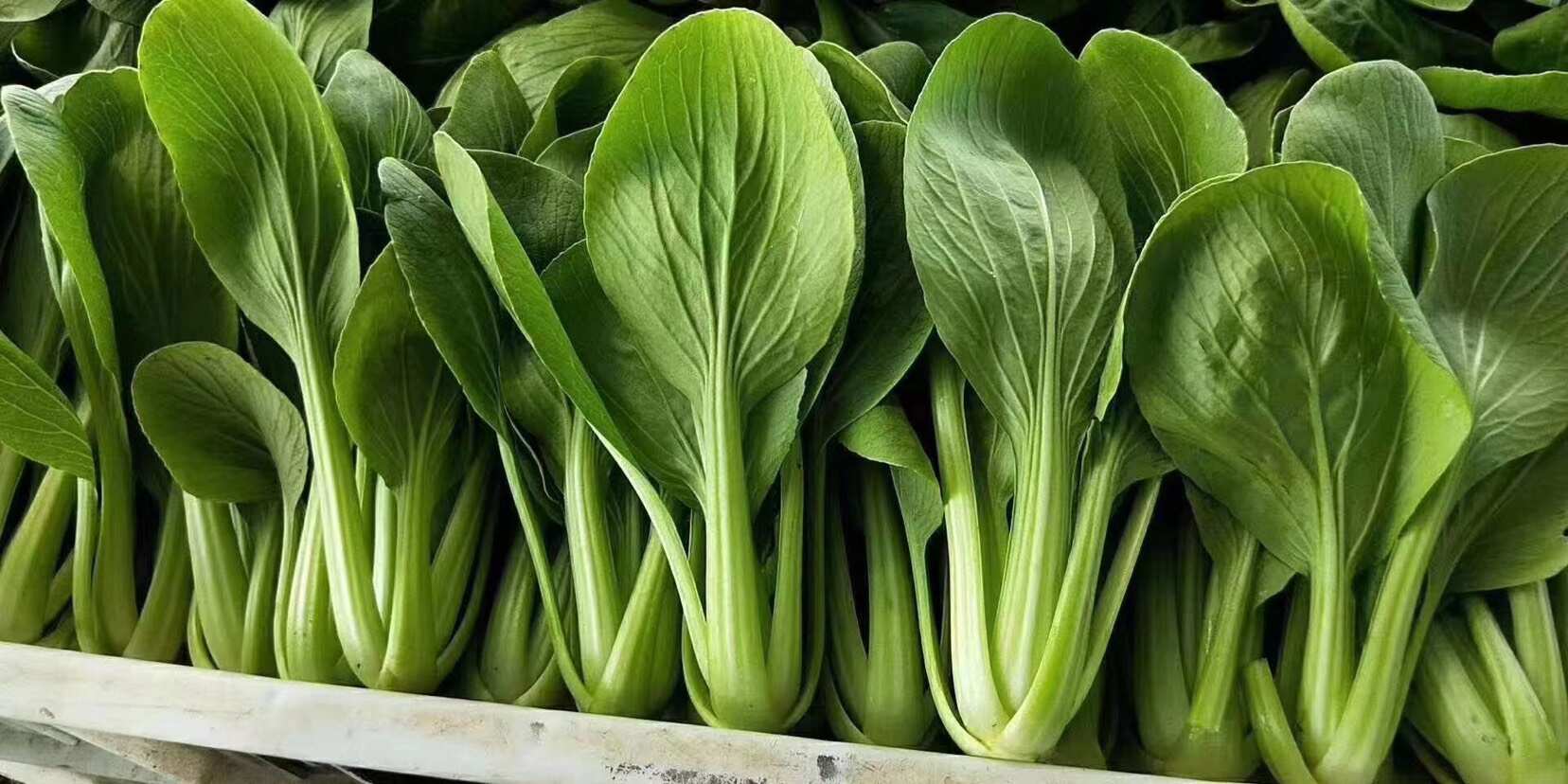 山东菏泽曹县蔬菜产地直发批发代办各种绿叶蔬菜