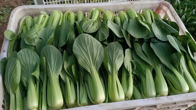 山东菏泽曹县蔬菜产地直发批发代办各种绿叶蔬菜