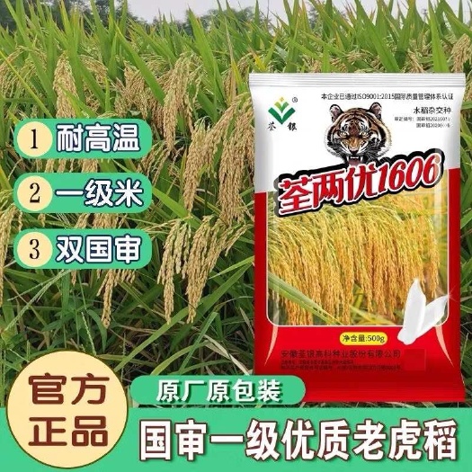 凯里市荃两优1606杂交水稻种子长粒米两系水稻米质优抗病抗倒高