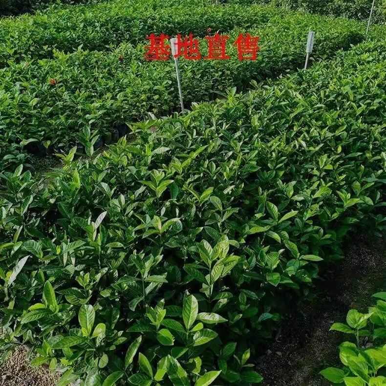 大栀子花小栀子花室内庭院绿化盆栽四季重瓣浓香型栀子花