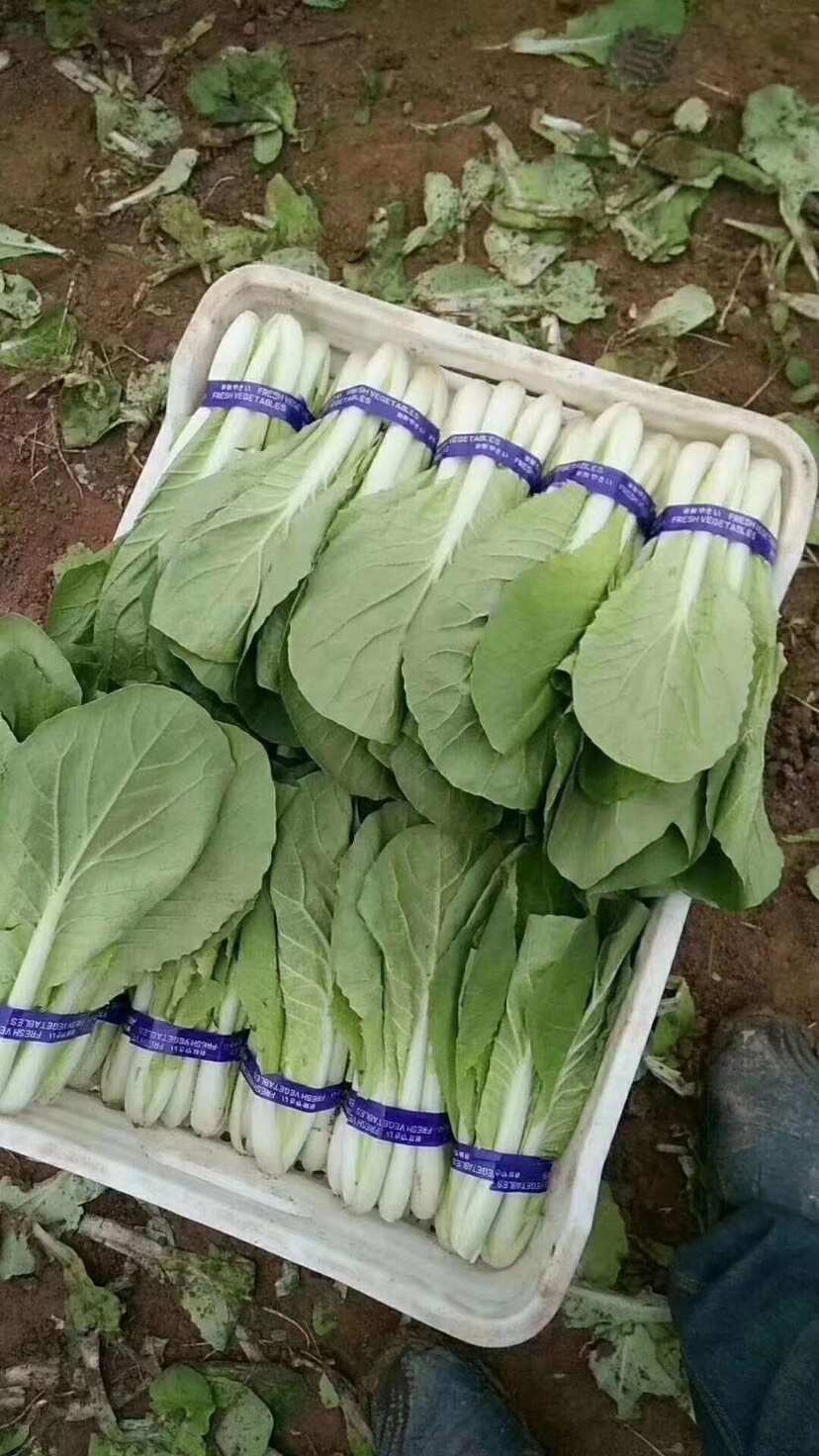 山东菏泽曹县蔬菜产地直发批发代办各种绿叶蔬菜
