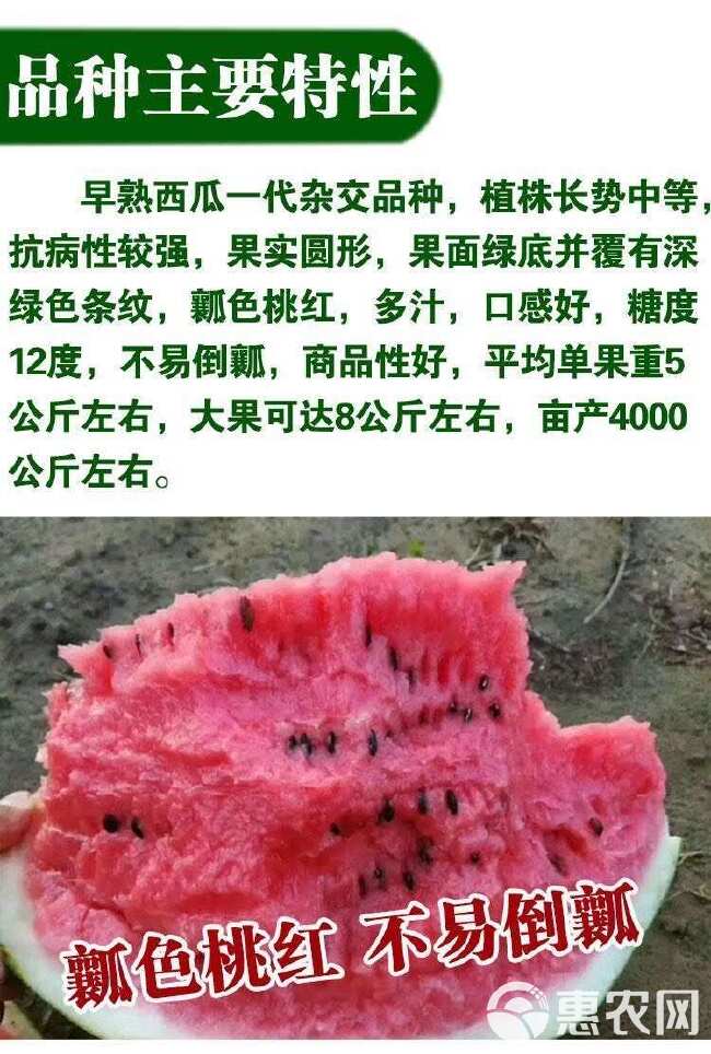 西瓜种子8424麒麟西瓜种子早熟南方新品种特大超甜西瓜子