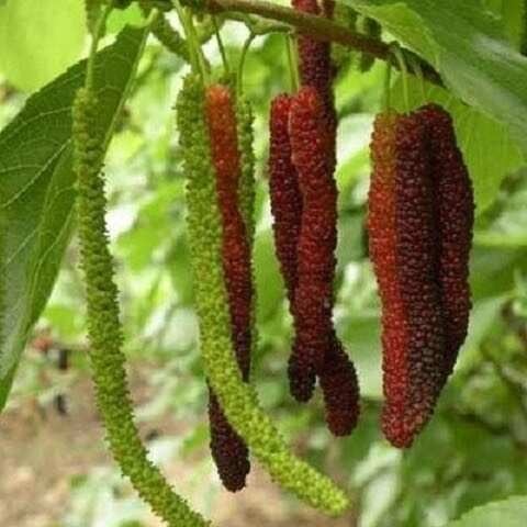 灵山县桑葚树苗当年结果桑树苗长果桑苗可食用桑葚树苗庭院阳台花园种植