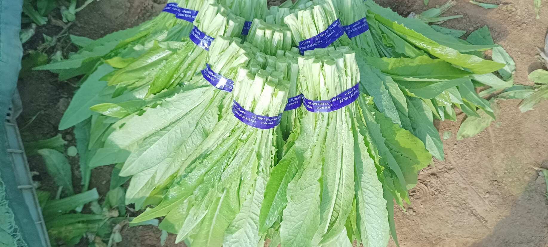 山东菏泽曹县蔬菜产地直发批发代办各种绿叶蔬菜