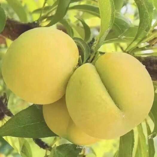 苍溪县蜂糖李子苗 嫁接苗，假一赔十，包品种保成活包邮产地直发