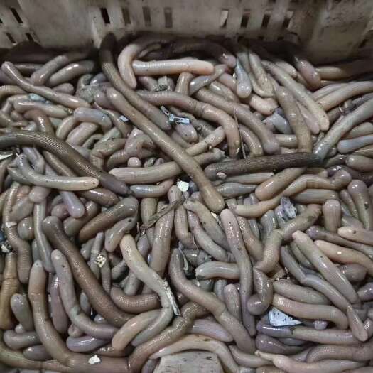 东港市沙虫