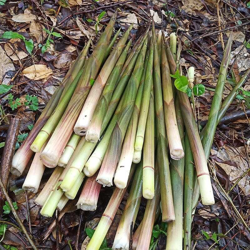 新鲜野生竹笋春笋带壳小竹笋现挖天然甜笋尖嫩笋湖南手剥笋包邮
