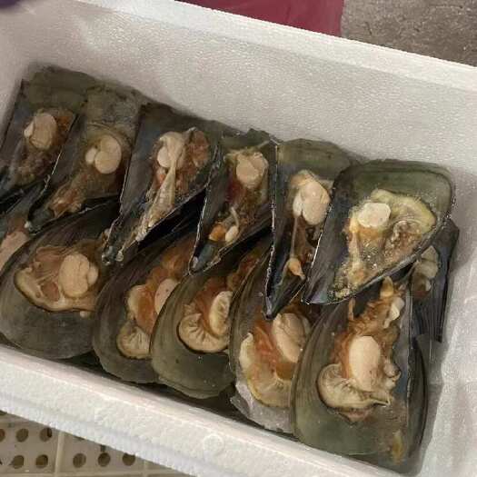 青岛江瑶贝 带子贝