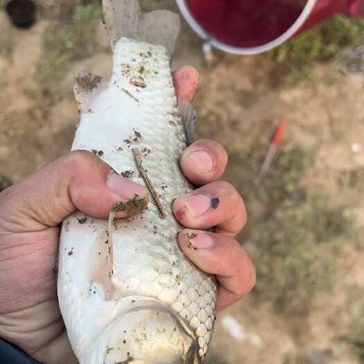 武汉鲫鱼