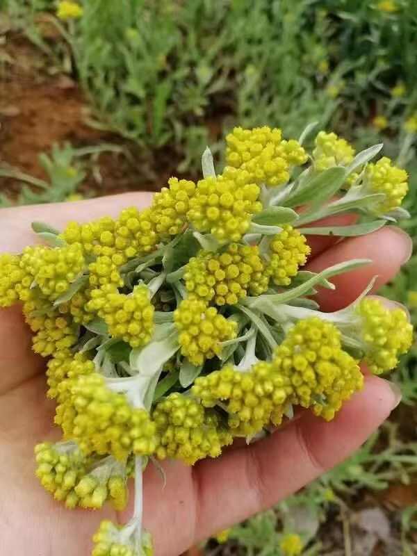鼠曲草花，清明草，干货包邮