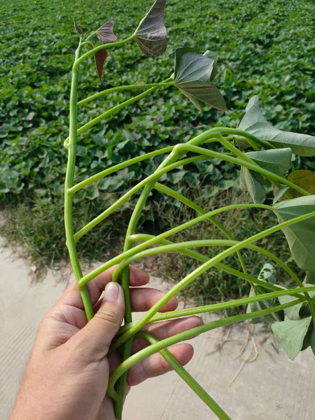 新疆脱毒红薯苗基地西瓜红脱毒苗