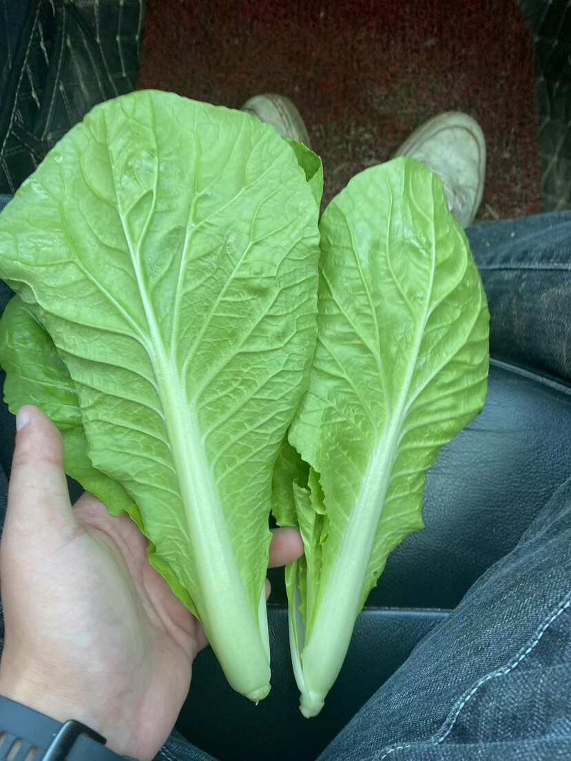 山东菏泽曹县蔬菜产地直发批发代办各种绿叶蔬菜