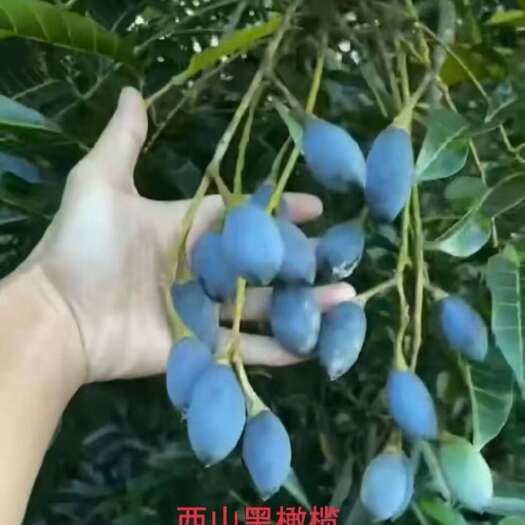 灵山县山西黑橄榄苗