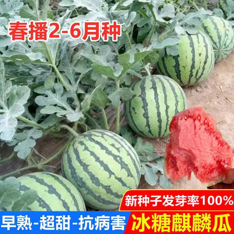 西瓜种子8424麒麟西瓜种子早熟南方新品种特大超甜西瓜子