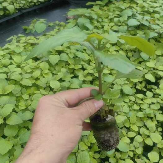  广告/推广