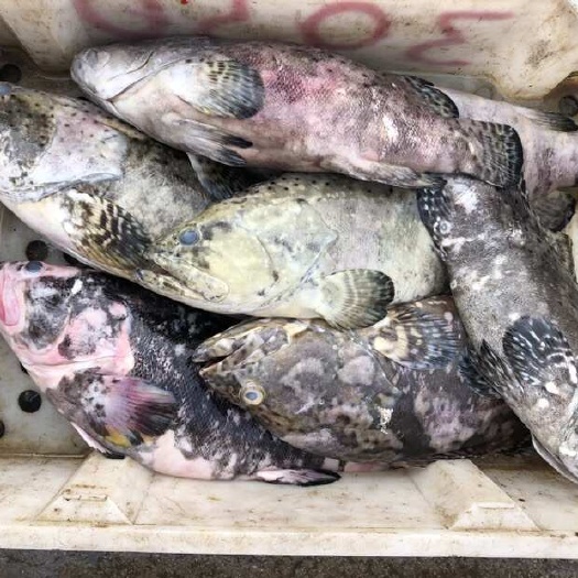 北海石斑鱼，老虎斑，芝麻斑
