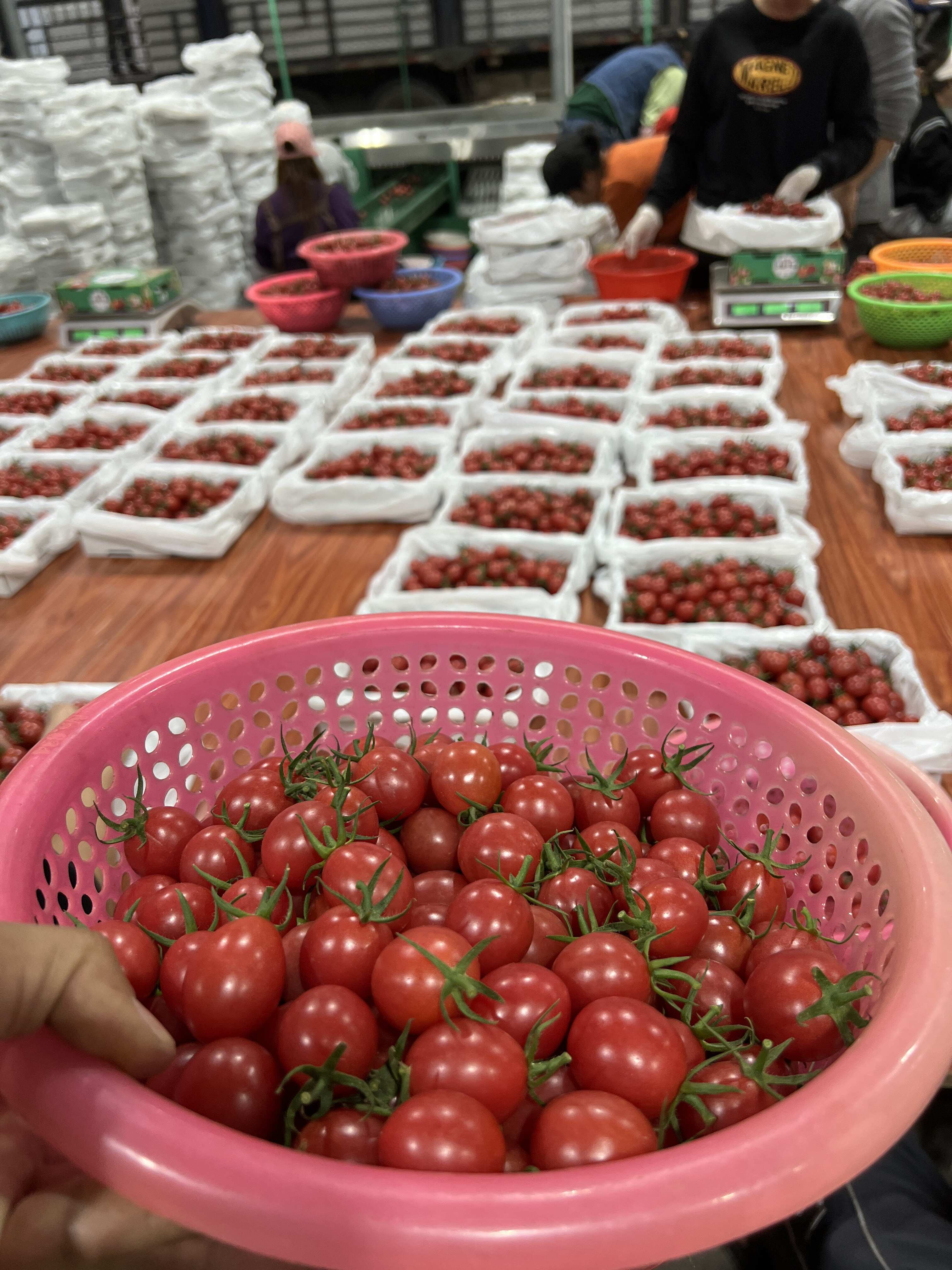 电白千禧果圣女果