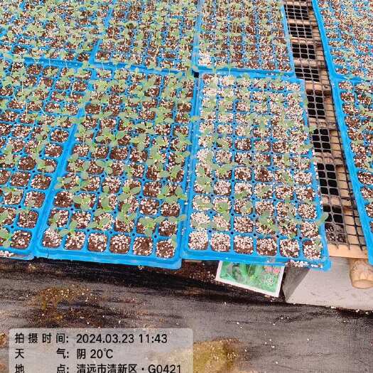 清远西瓜苗 香瓜苗 冬瓜苗 苦瓜苗 辣椒苗等