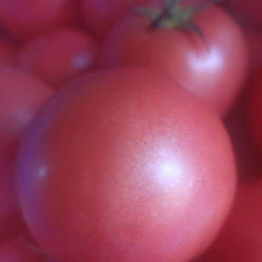 东莞市粉果番茄