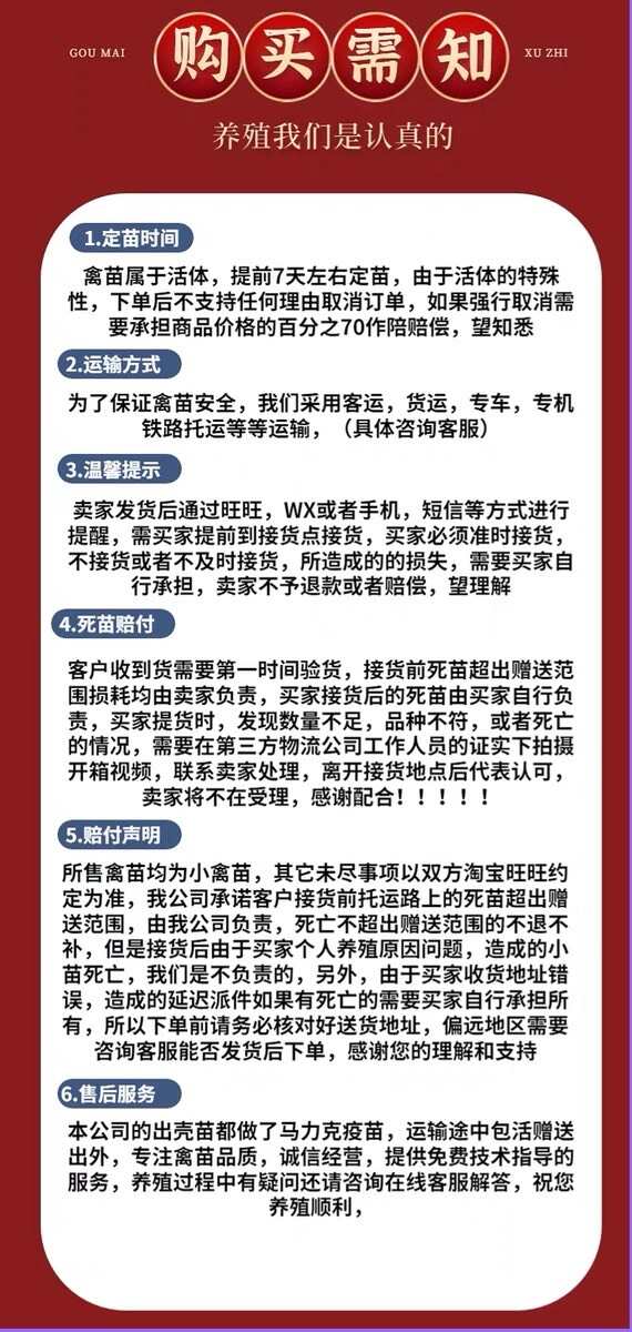 出壳苗纯种狮头鹅活苗汕头纯种特大种潮汕纯种狮子头鹅灰狮头鹅活