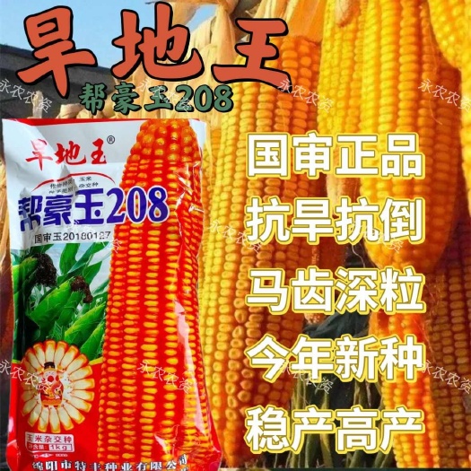 帮豪玉208旱地王国审正品，抗旱抗倒，稳产。